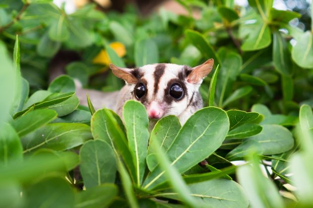 Sugar Glider