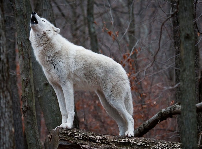 By sound – like a wolf howling.