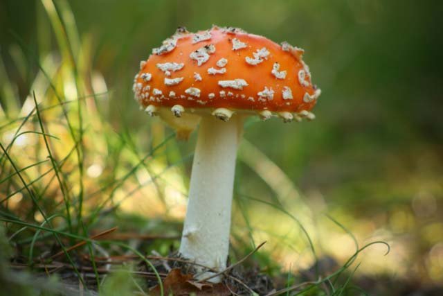 Finding a Fungi