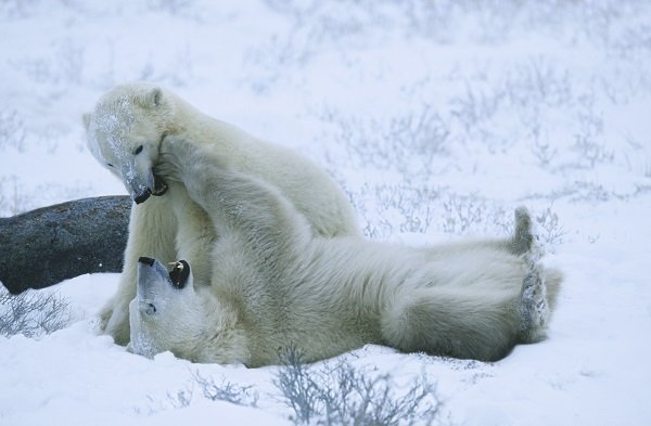 polar bear snow