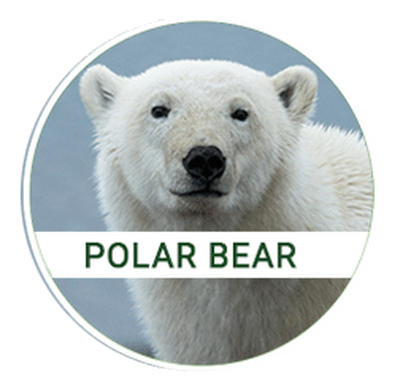 polar-bear