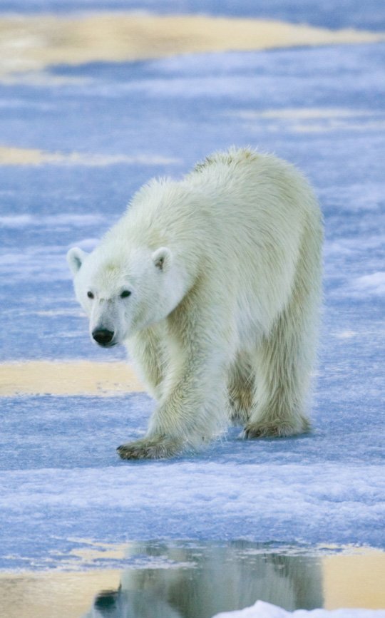 polar_bear_walking_on_ice