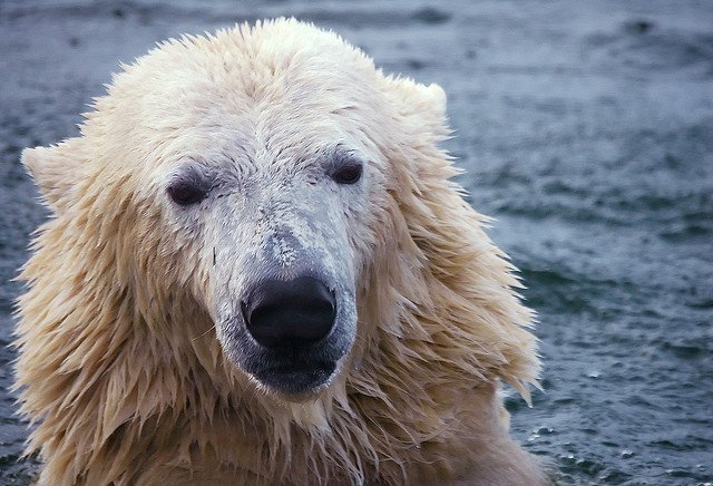 polar bear in water polar bear in water