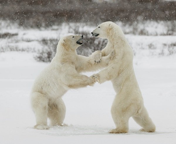 Polar bears dancing