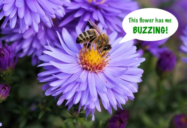 Picking the Perfect Plant — Pollinator Style!