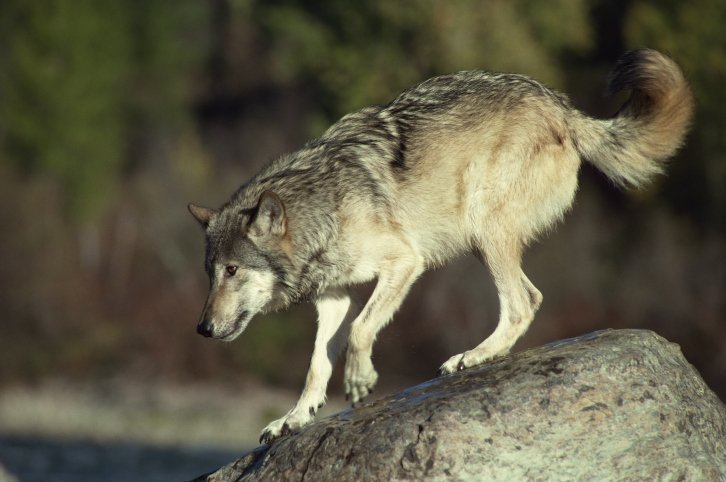 jumping grey wolf