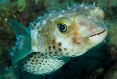 Puffer fish
