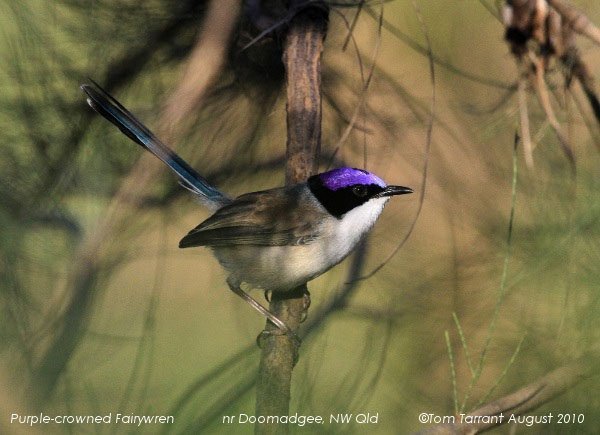 purple-crowned fairy wren, Malurus coronatus
