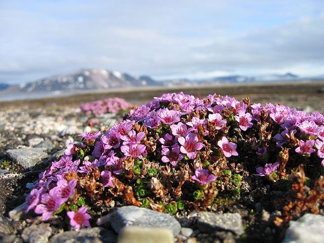 purple saxifrage, plant, mountain