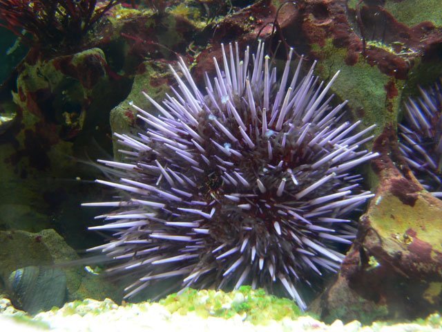 marine biome Purple Sea Urchin, Strongylocentrotus purpuratus
