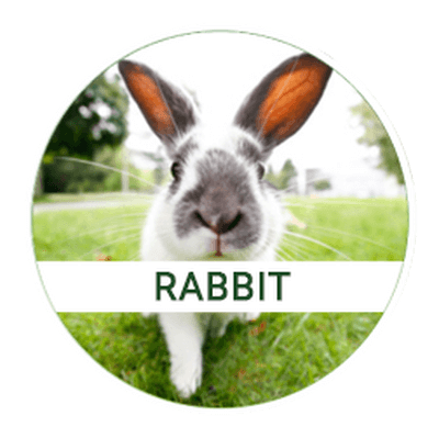 rabbit