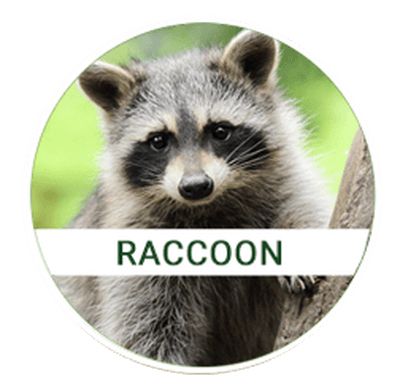 raccoon