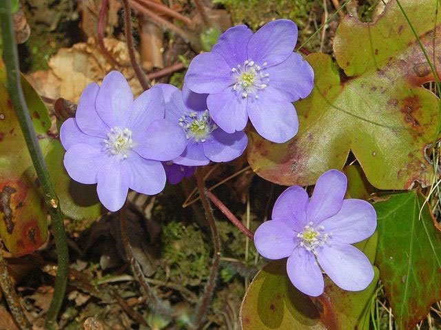liverleaf, flower