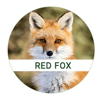 red-fox
