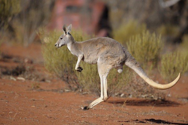 red kangaroo