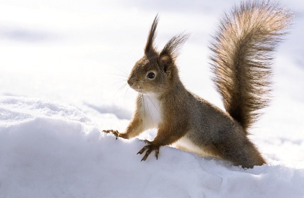 red squirrel