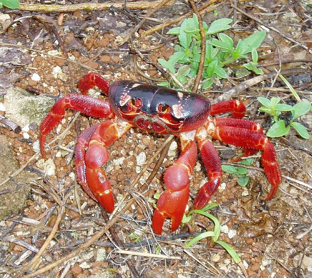 red crab