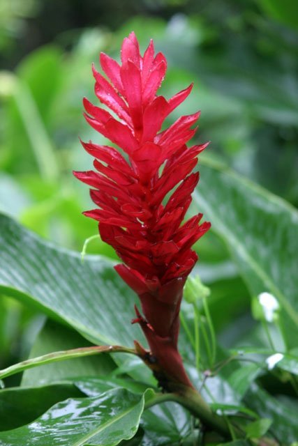 Red ginger, red, Alpinia purpurata, plant, flower, ginger,