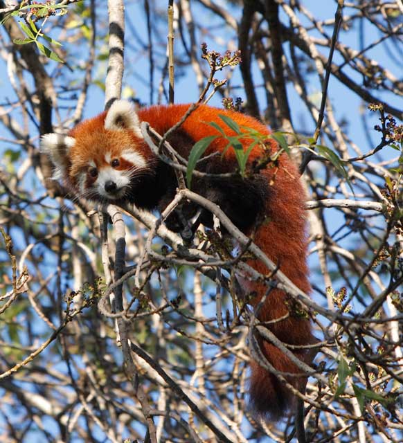 red panda