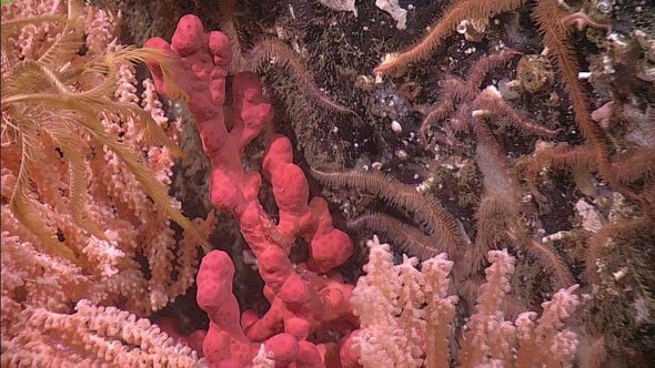 Red Tree Coral (Primnoa sp.) and Bubblegum Coral (Paragorgia sp.)
