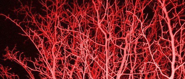 red tree coral