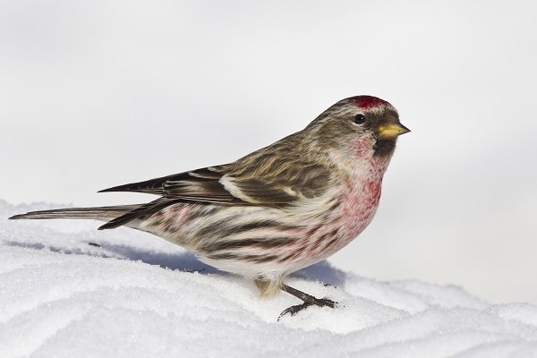 Common Redpoll