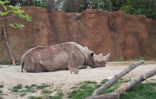 rhino rabbit friends