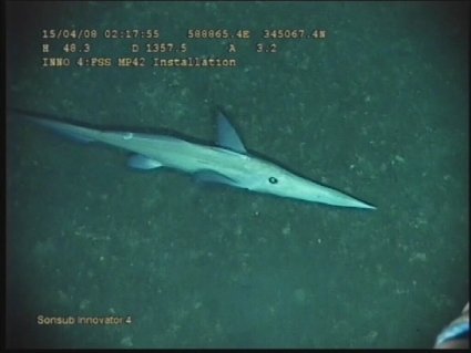 rhinochimaera
