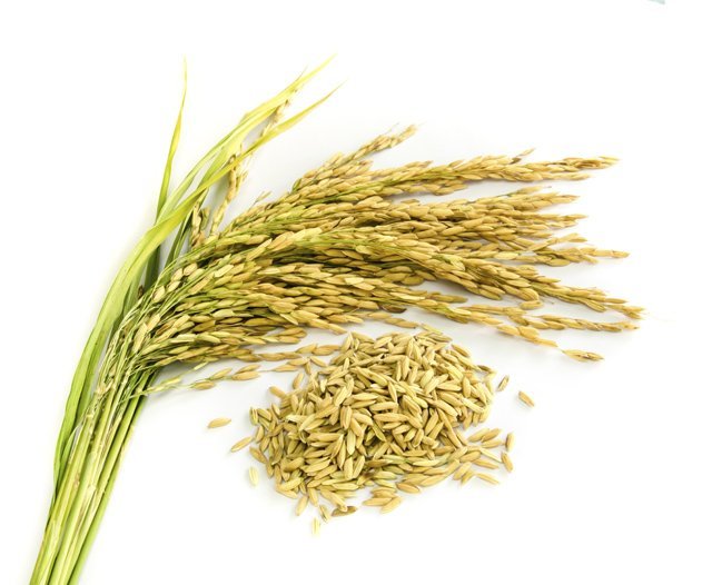 rice