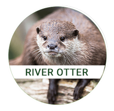river-otter