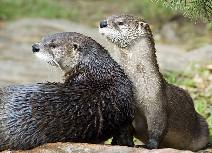 Our newest project is otter-ly amazing!