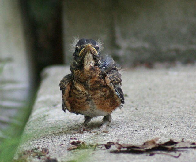 robin chick