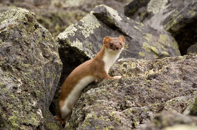 short-tailed weasel, mustela erminea, ermine, stoat