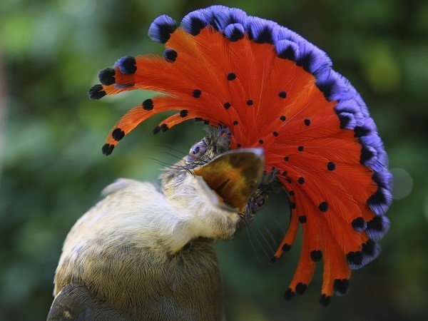 royal flycatcher male- onychorhynchus coronatus