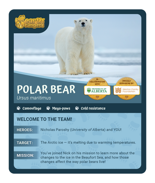 rsz_1polar_bear_tc