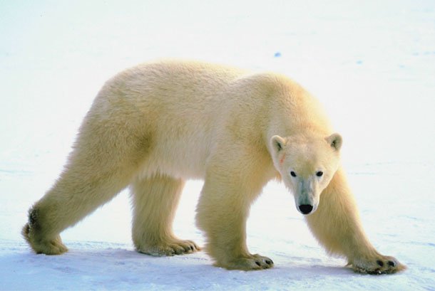running ice polar bear