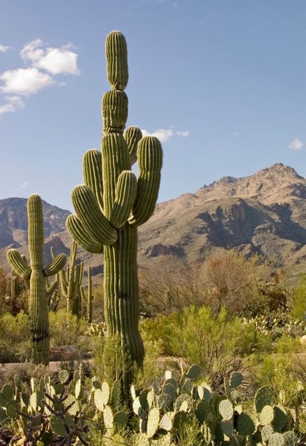 saguaro_cactus_green cactus, sonoran desert, saguaro