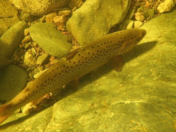 Atlantic salmon underwater