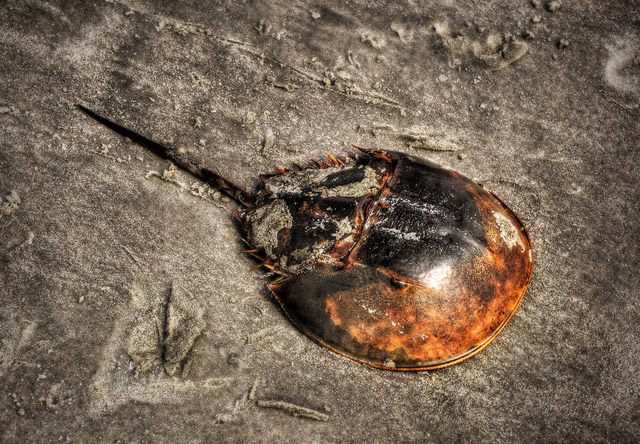 sand horseshoe Crab sand horseshoe Crab