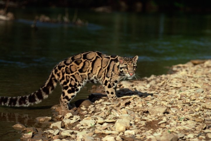 clouded leopard