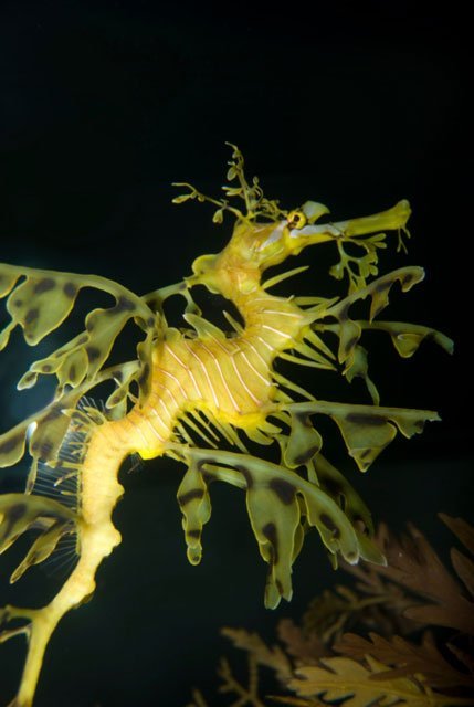 sea_dragon leafy seadragon, Phycodurus eques