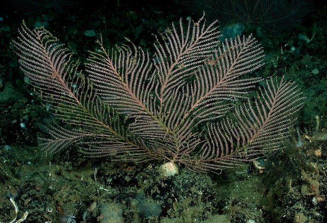 sea fan