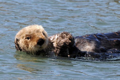 sea otter swimming