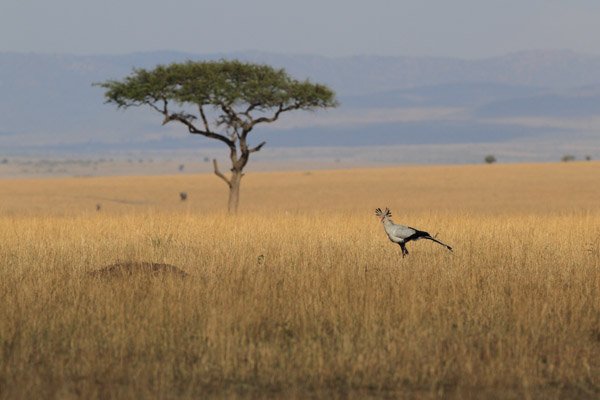 secretary bird standing beside a tree in a savanna, Africa