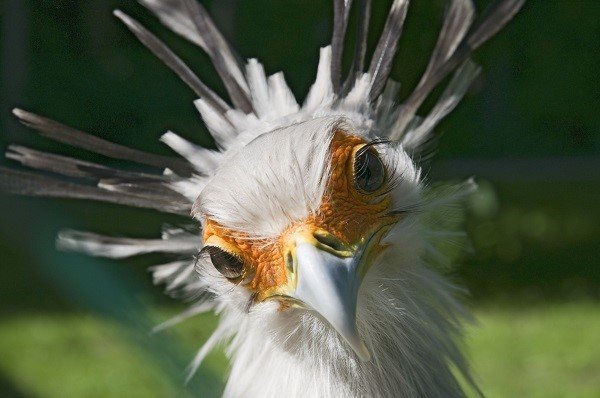 secretary bird