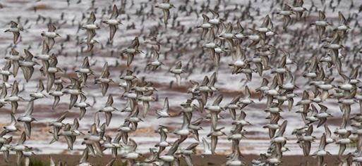 V. Singh © Environment Canada – Semipalmated Sandpiper