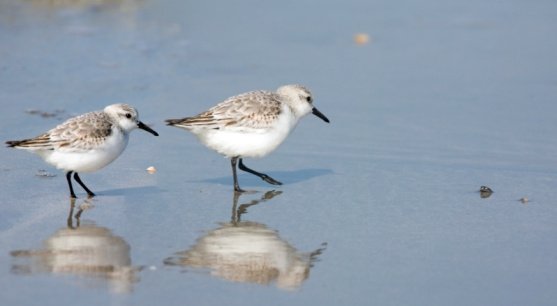 semipalmated sandpiper
