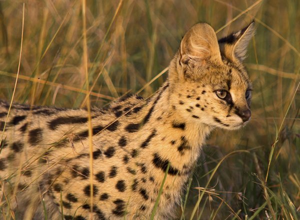 serval_poop