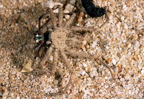 Six-eyed Sand Spider Six-eyed Sand Spider, Sicarius hahni