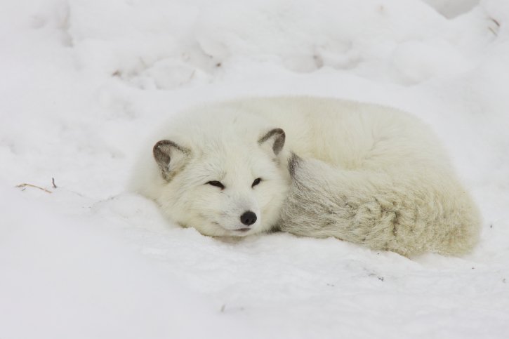 Quiz: If your life was made into a movie, which arctic animal would play YOU?